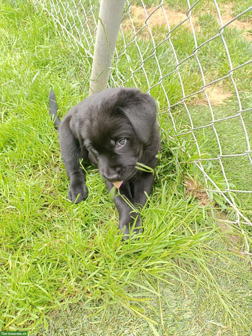 Bild 2: Schwarze Labrador Welpen