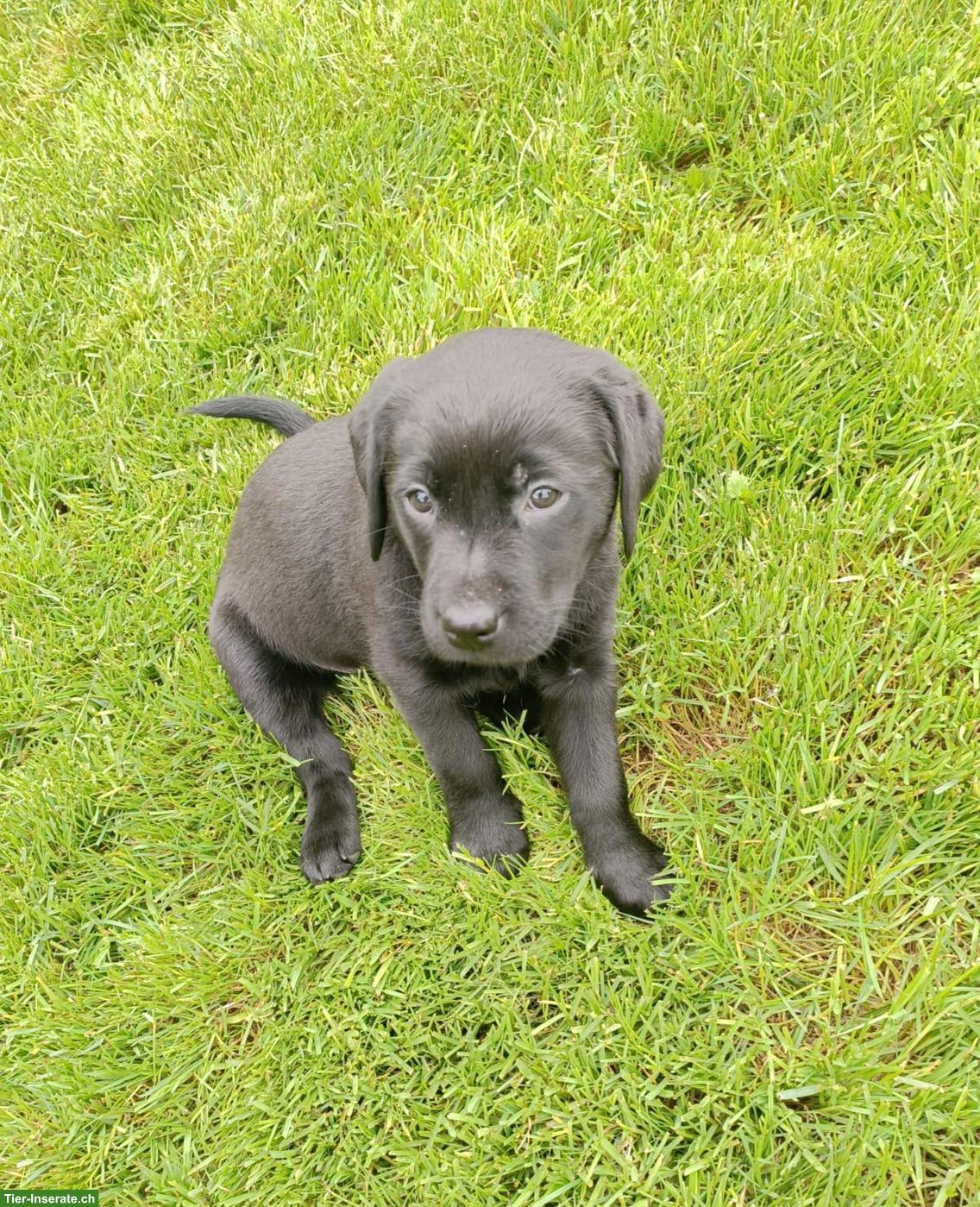 Bild 3: Schwarze Labrador Welpen