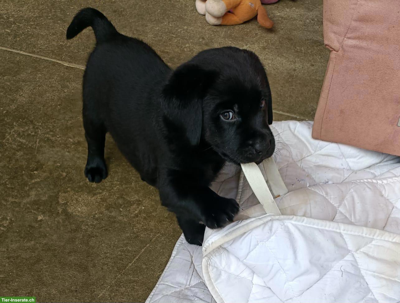 Bild 4: Schwarze Labrador Welpen