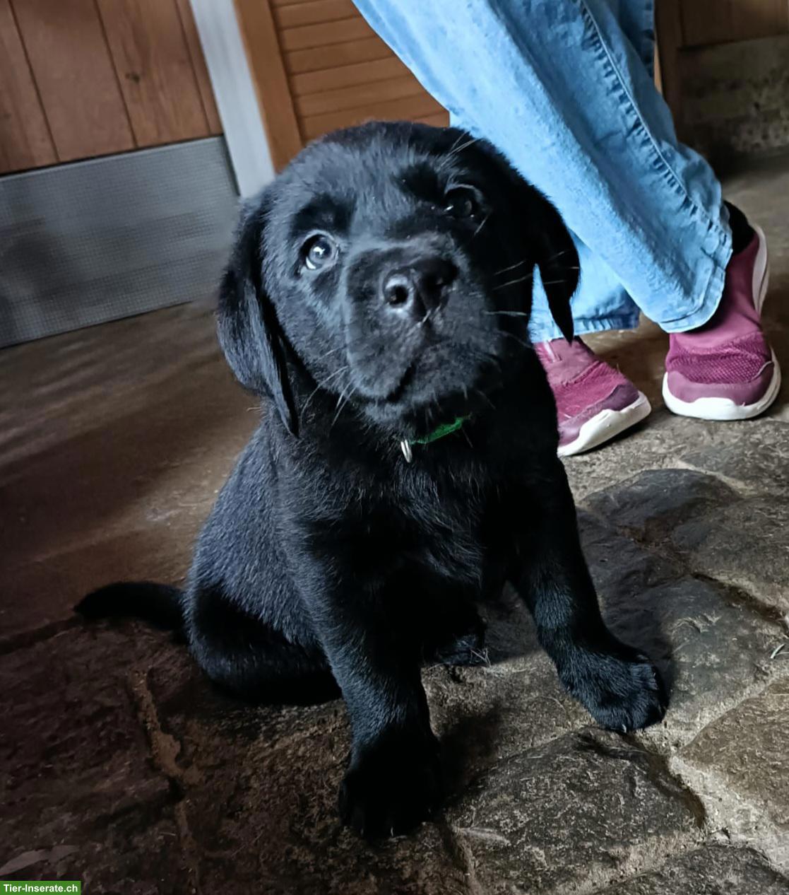 Bild 5: Schwarze Labrador Welpen