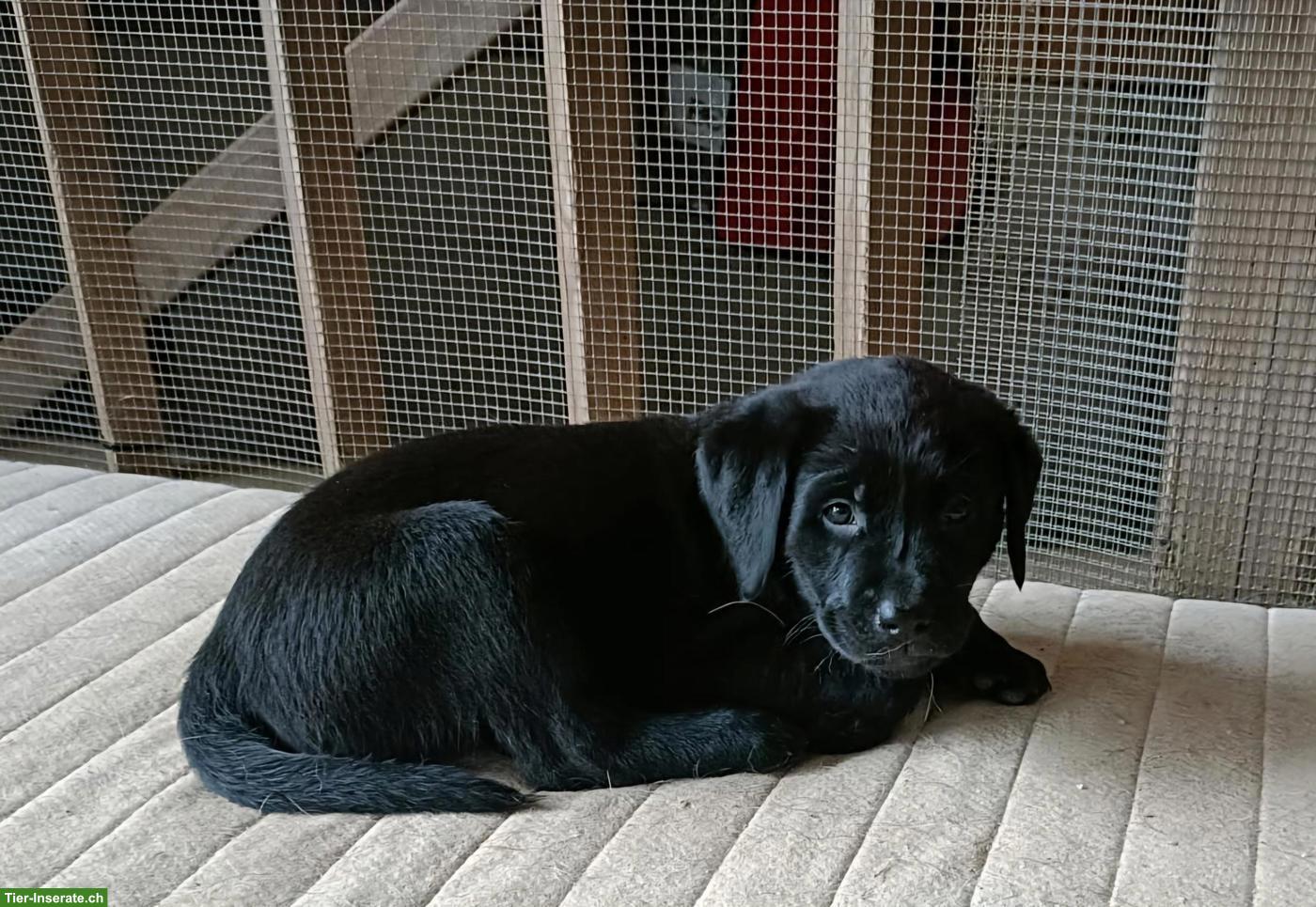 Bild 6: Schwarze Labrador Welpen