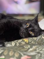 Schwarze Katze sucht ruhiges Zuhause