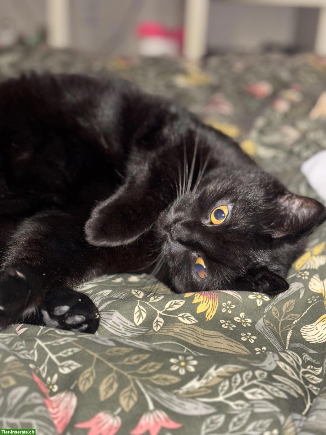 Bild 2: Schwarze Katze sucht ruhiges Zuhause