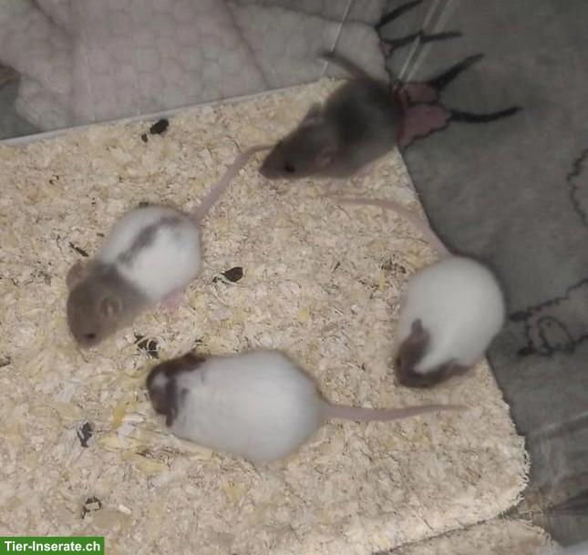 11 Rattenbaby Weibchen suchen Zuhause