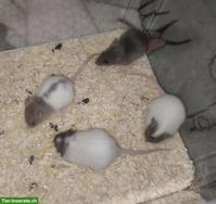 11 Rattenbaby Weibchen suchen Zuhause