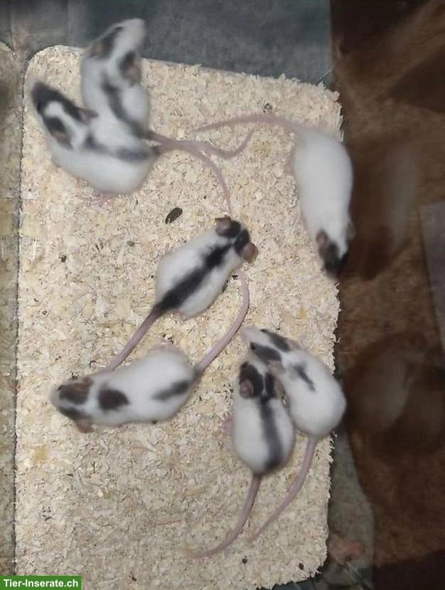 Bild 2: 11 Rattenbaby Weibchen suchen Zuhause