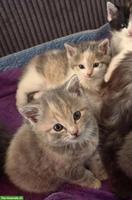 Babykatzen suchen ihre Familie