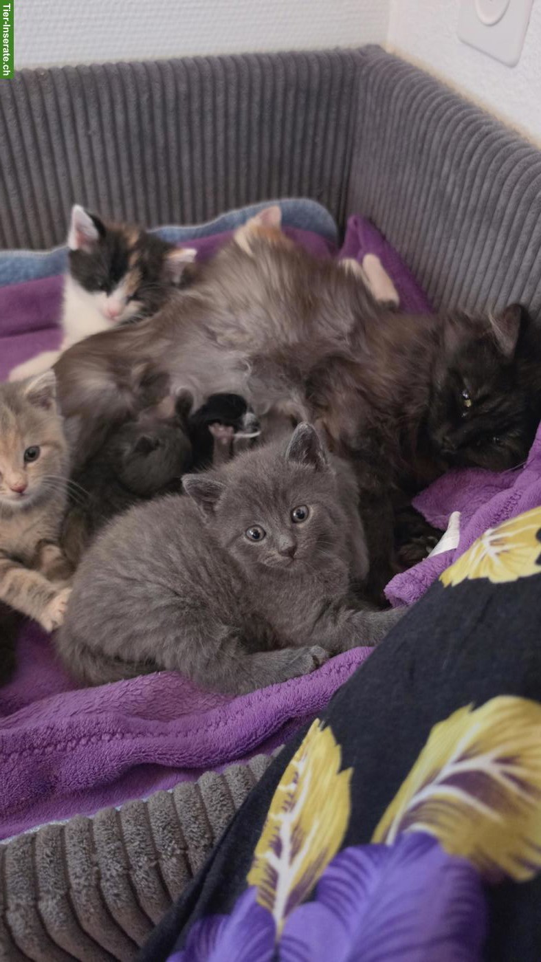Bild 2: Babykatzen suchen ihre Familie