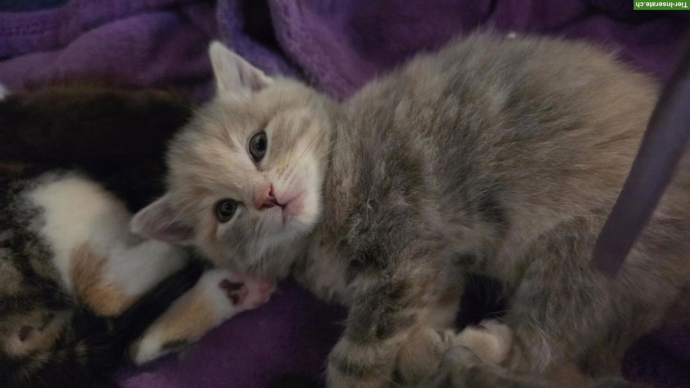 Bild 3: Babykatzen suchen ihre Familie