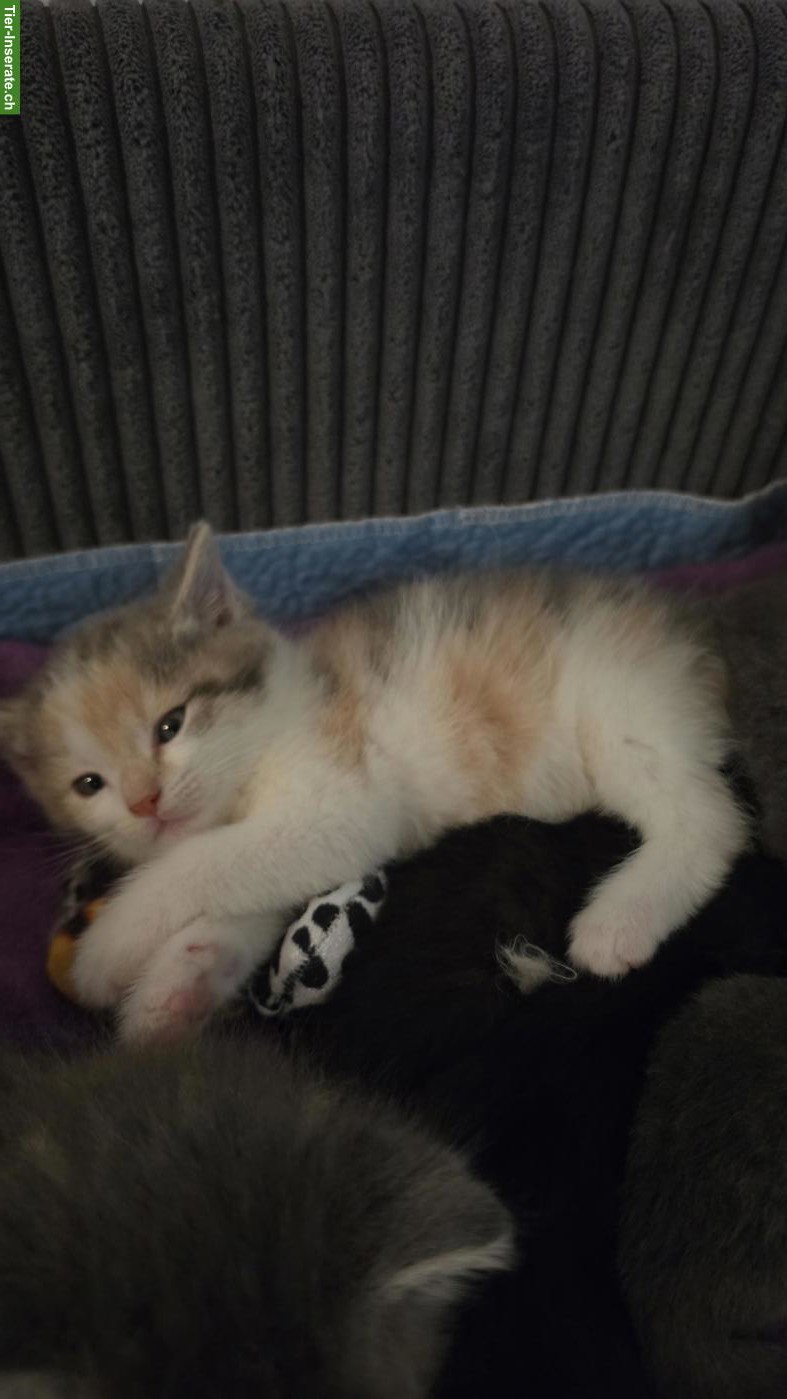 Bild 4: Babykatzen suchen ihre Familie
