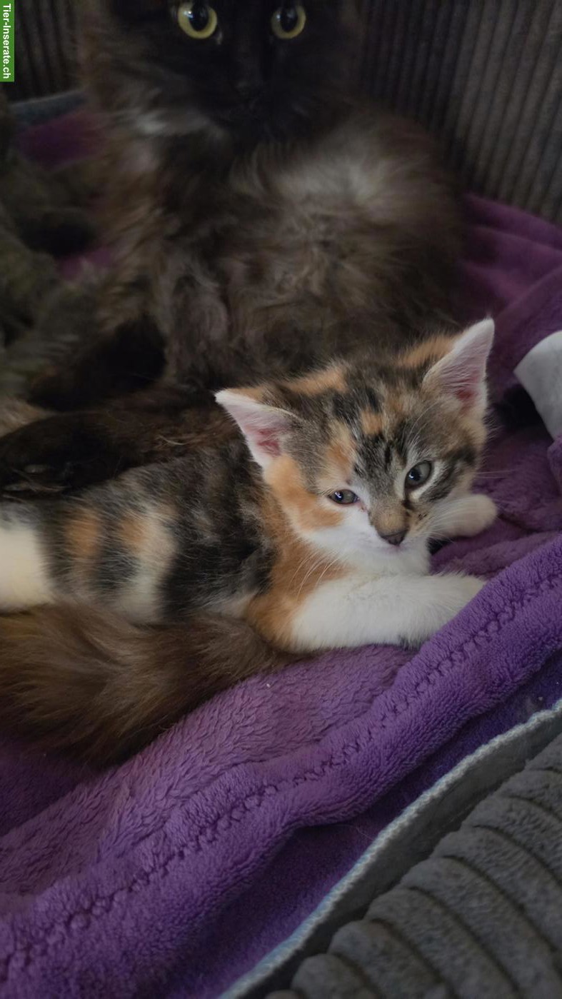 Bild 5: Babykatzen suchen ihre Familie