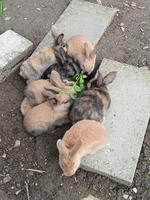 Junge Kaninchen zu verkaufen