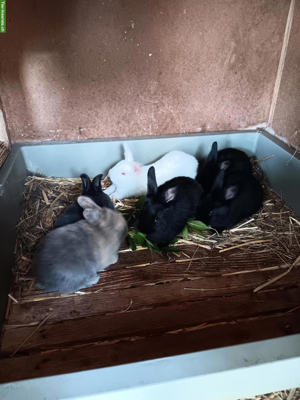 Bild 3: Junge Kaninchen zu verkaufen