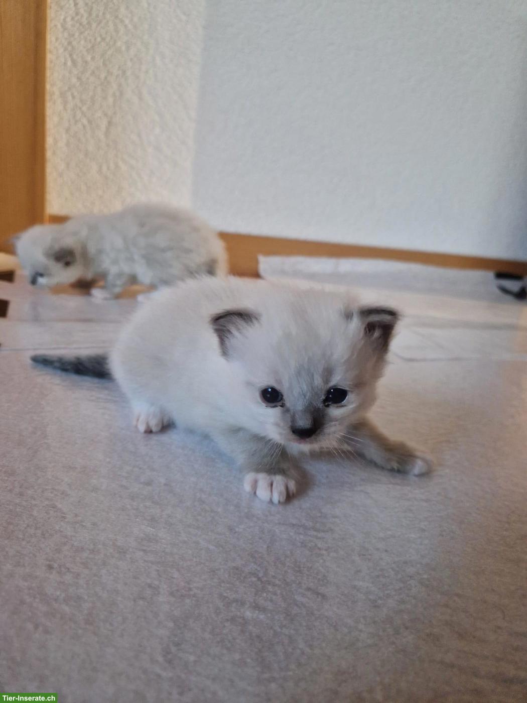 Reinrassige Ragdoll Kitten suchen neues Zuhause