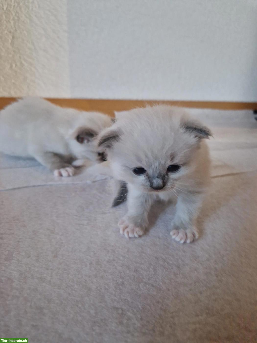 Bild 2: Reinrassige Ragdoll Kitten suchen neues Zuhause