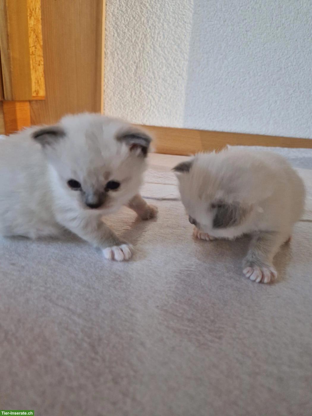 Bild 3: Reinrassige Ragdoll Kitten suchen neues Zuhause