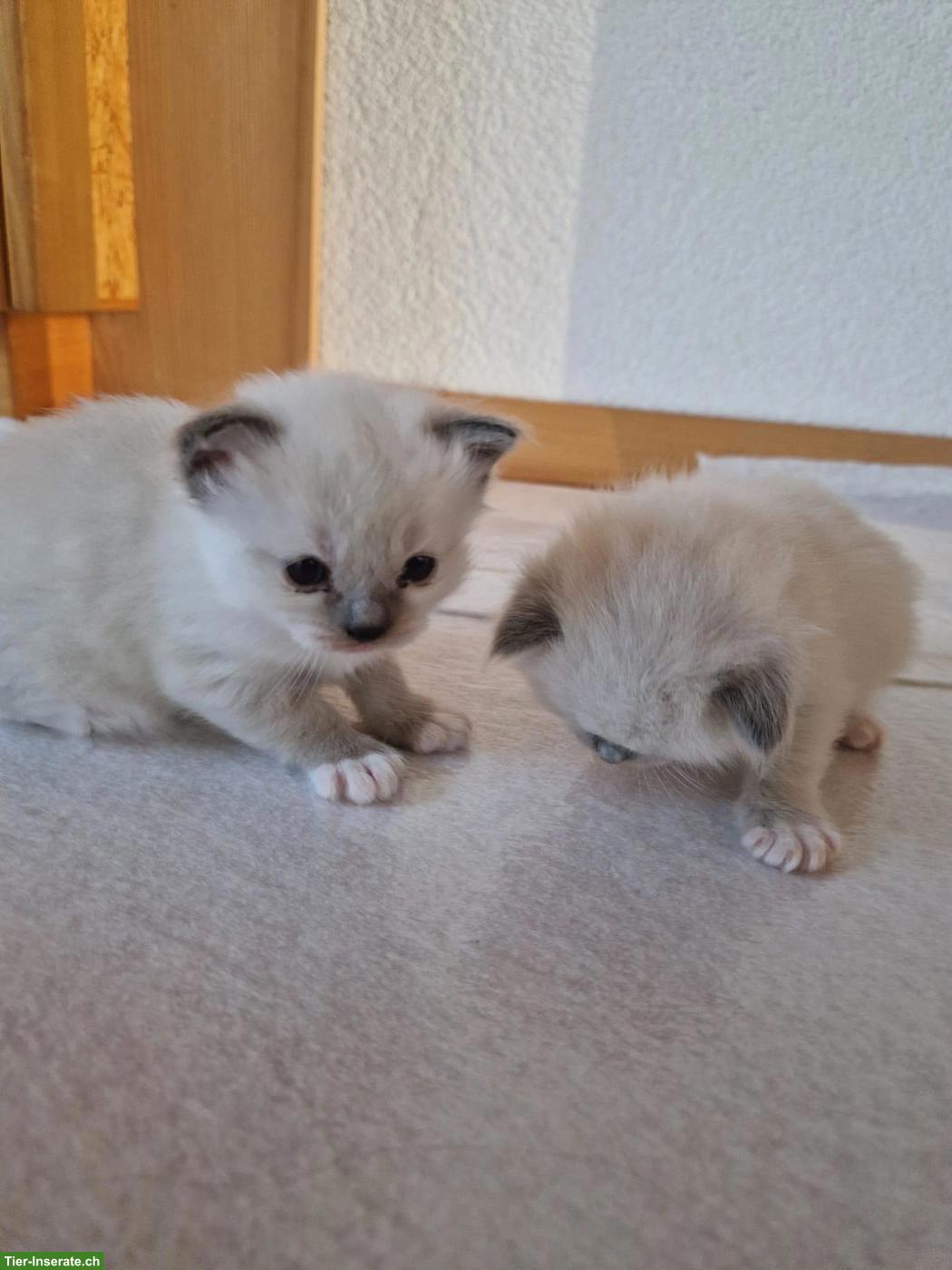 Bild 4: Reinrassige Ragdoll Kitten suchen neues Zuhause