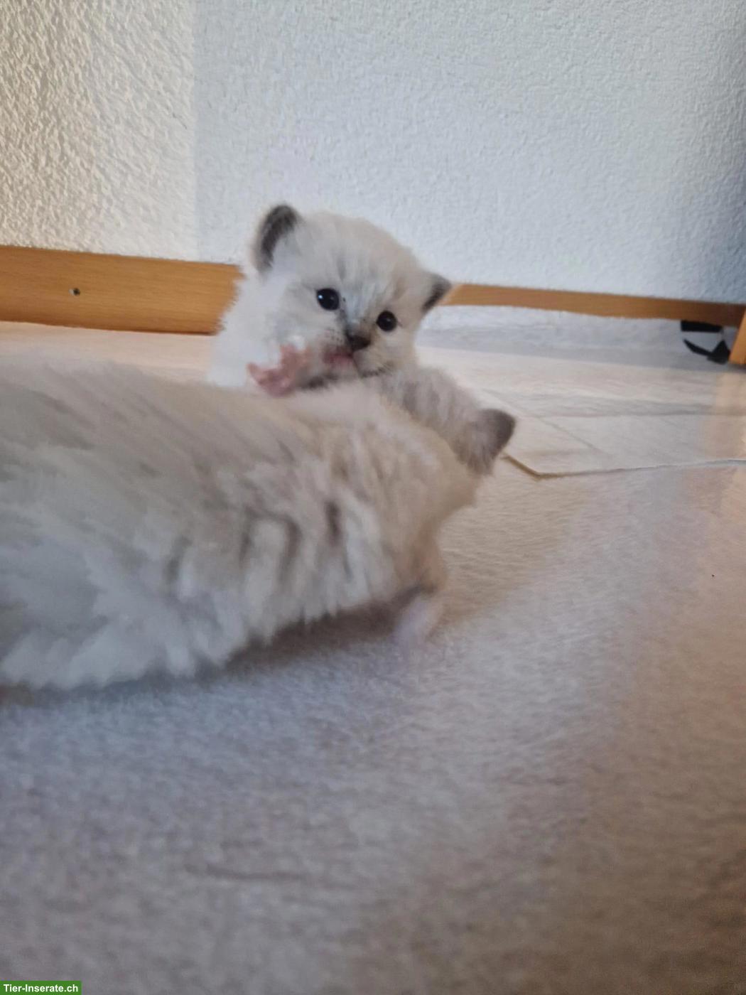 Bild 5: Reinrassige Ragdoll Kitten suchen neues Zuhause