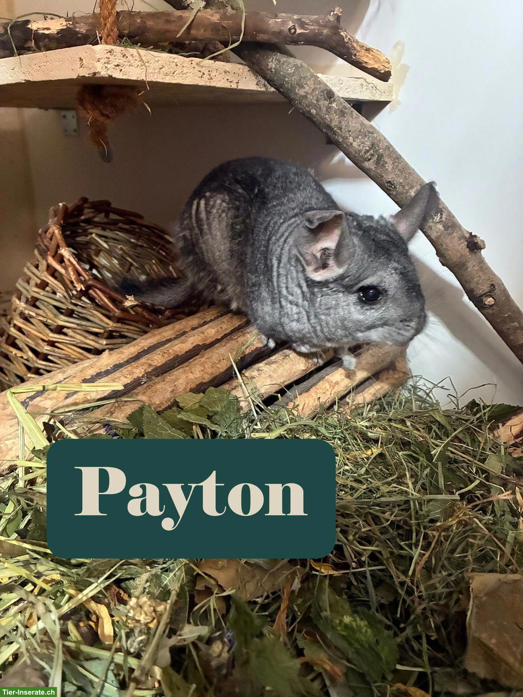 Chinchillas Payton & Chico suchen gemeinsames Für-immer-Zuhause