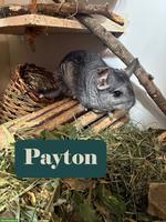 Chinchillas Payton & Chico suchen gemeinsames Für-immer-Zuhause