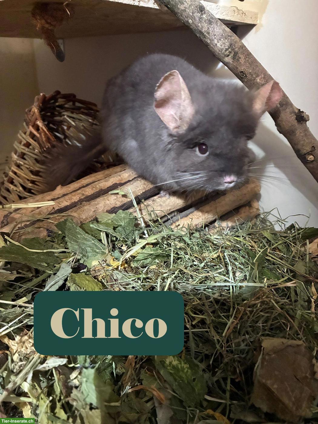 Bild 2: Chinchillas Payton & Chico suchen gemeinsames Für-immer-Zuhause