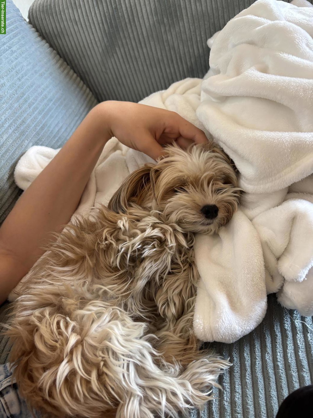 Yorkshire Terrier Rüde Mailo sucht ein neues Zuhause