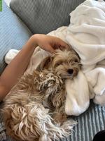 Yorkshire Terrier Rüde Mailo sucht ein neues Zuhause