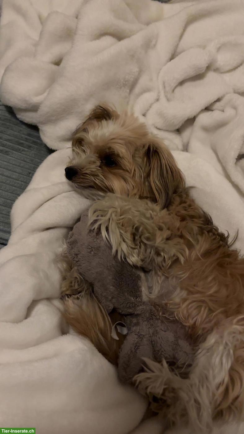 Bild 2: Yorkshire Terrier Rüde Mailo sucht ein neues Zuhause