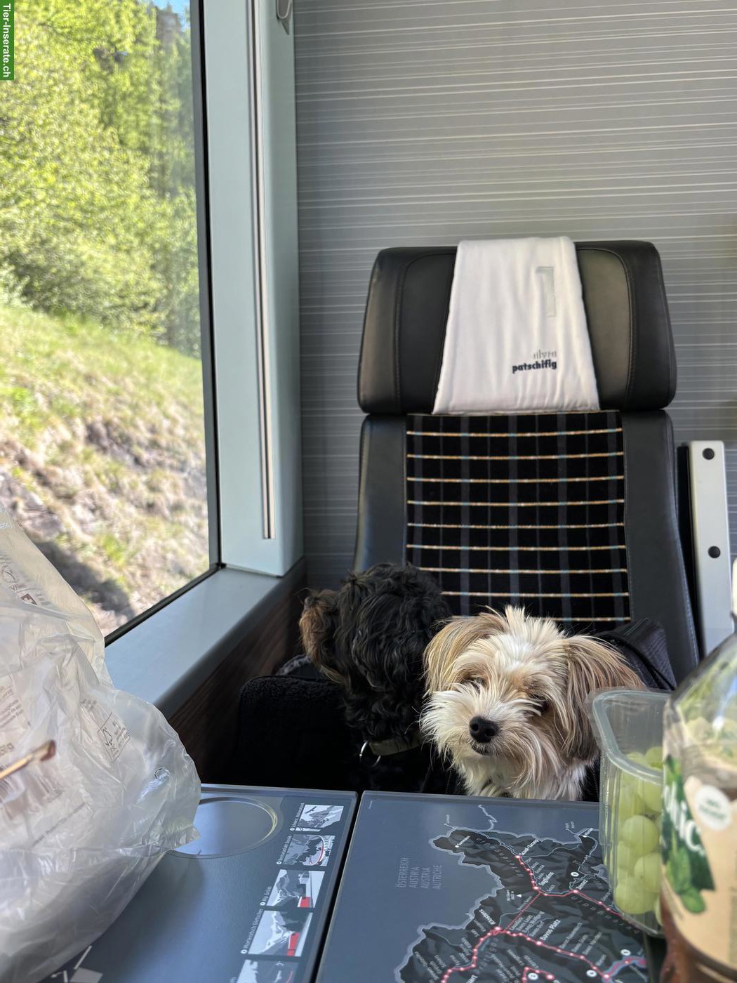 Bild 3: Yorkshire Terrier Rüde Mailo sucht ein neues Zuhause