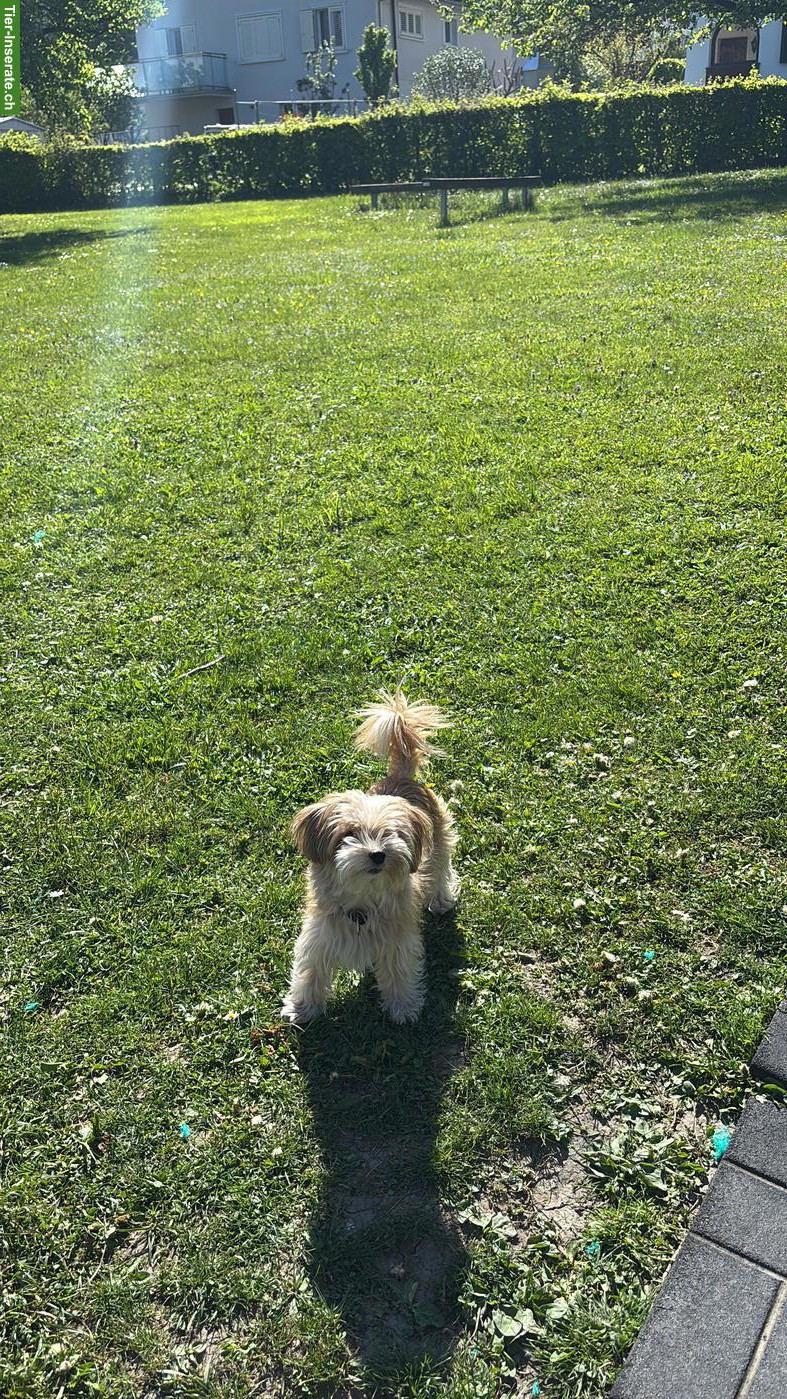 Bild 4: Yorkshire Terrier Rüde Mailo sucht ein neues Zuhause