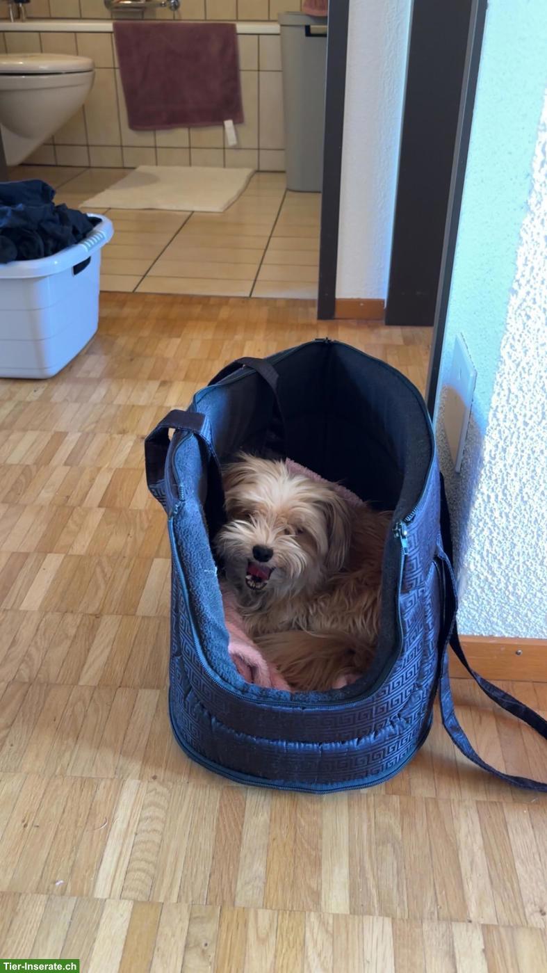 Bild 5: Yorkshire Terrier Rüde Mailo sucht ein neues Zuhause