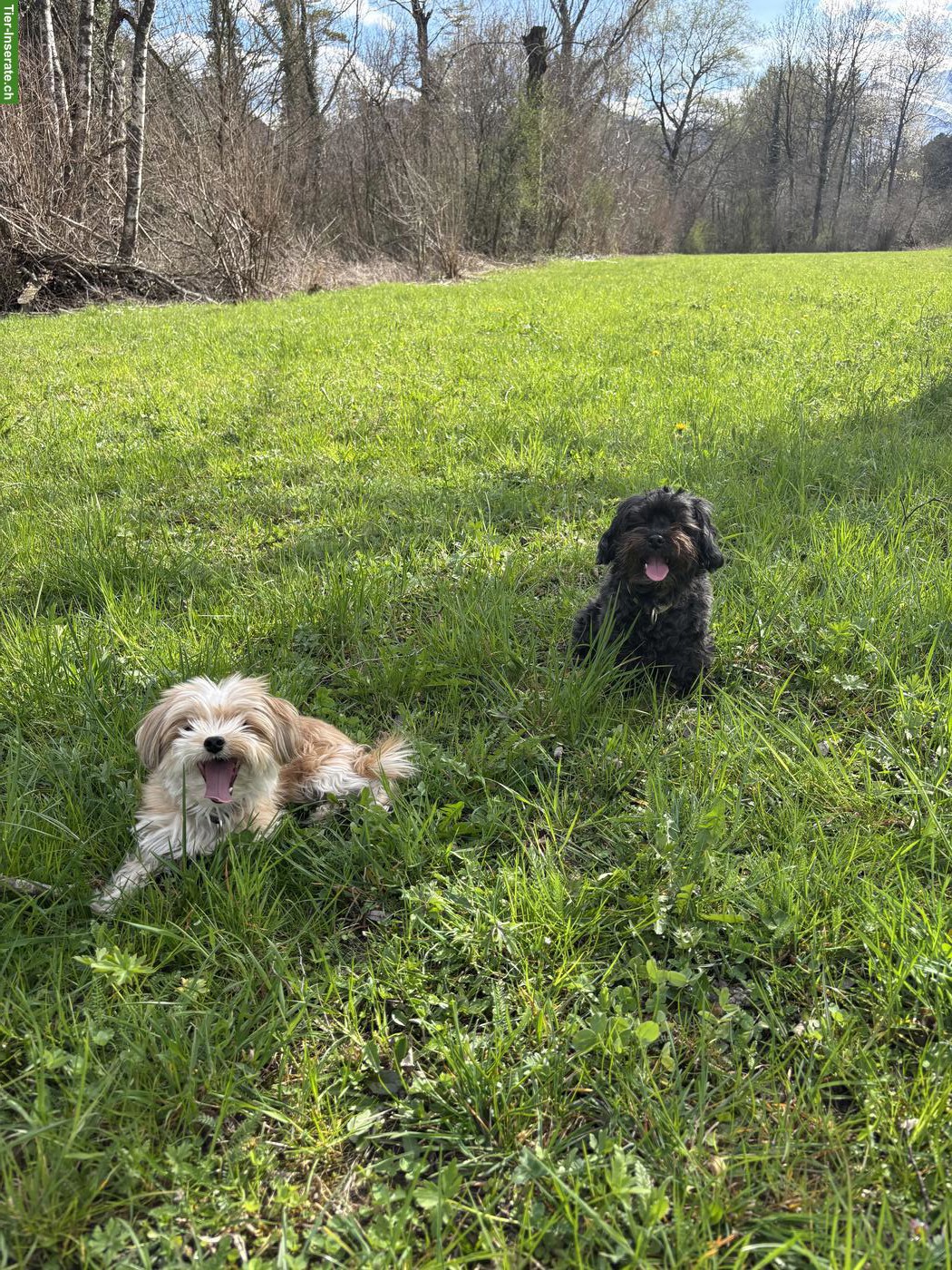 Bild 6: Yorkshire Terrier Rüde Mailo sucht ein neues Zuhause