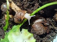 Archachatina ventricosa