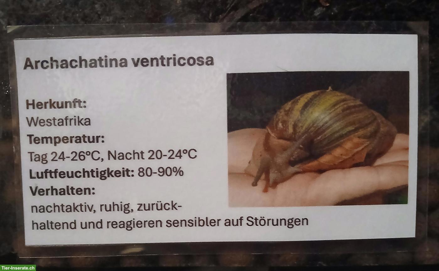 Bild 2: Archachatina ventricosa