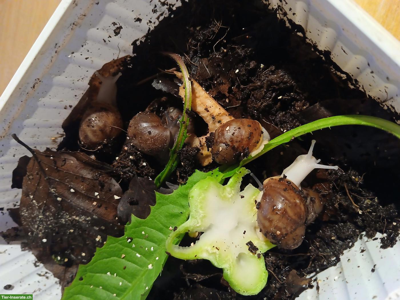 Bild 3: Archachatina ventricosa