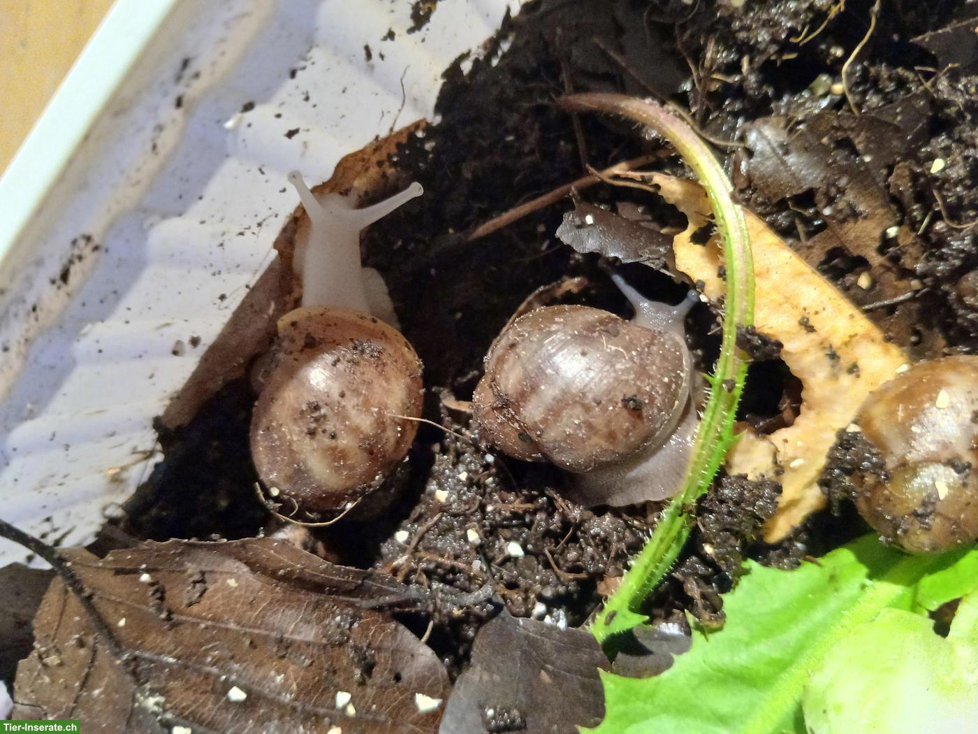 Bild 4: Archachatina ventricosa