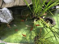 Gesunde Kois aus eigenem Weiher zu verkaufen