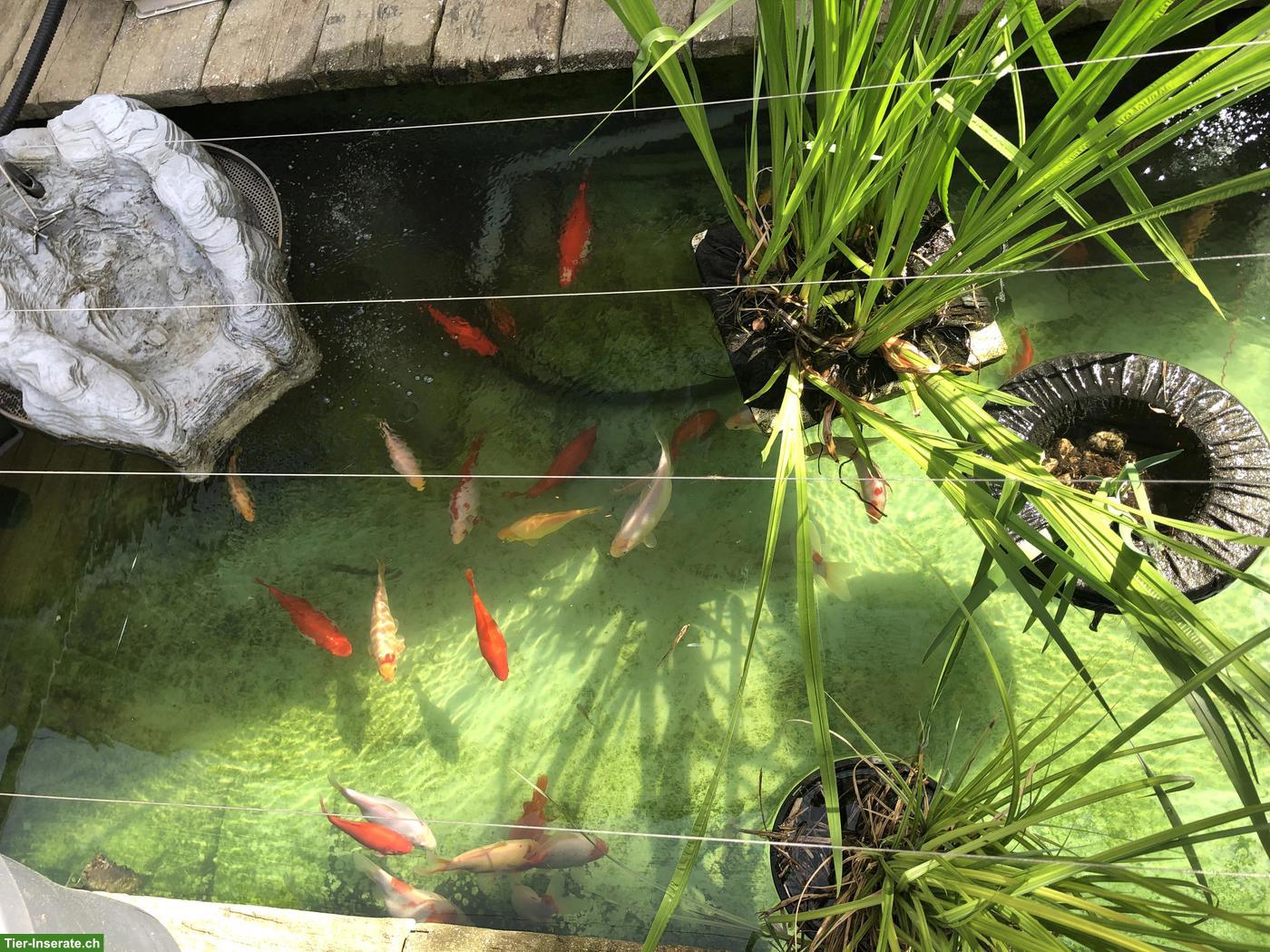 Bild 2: Gesunde Kois aus eigenem Weiher zu verkaufen