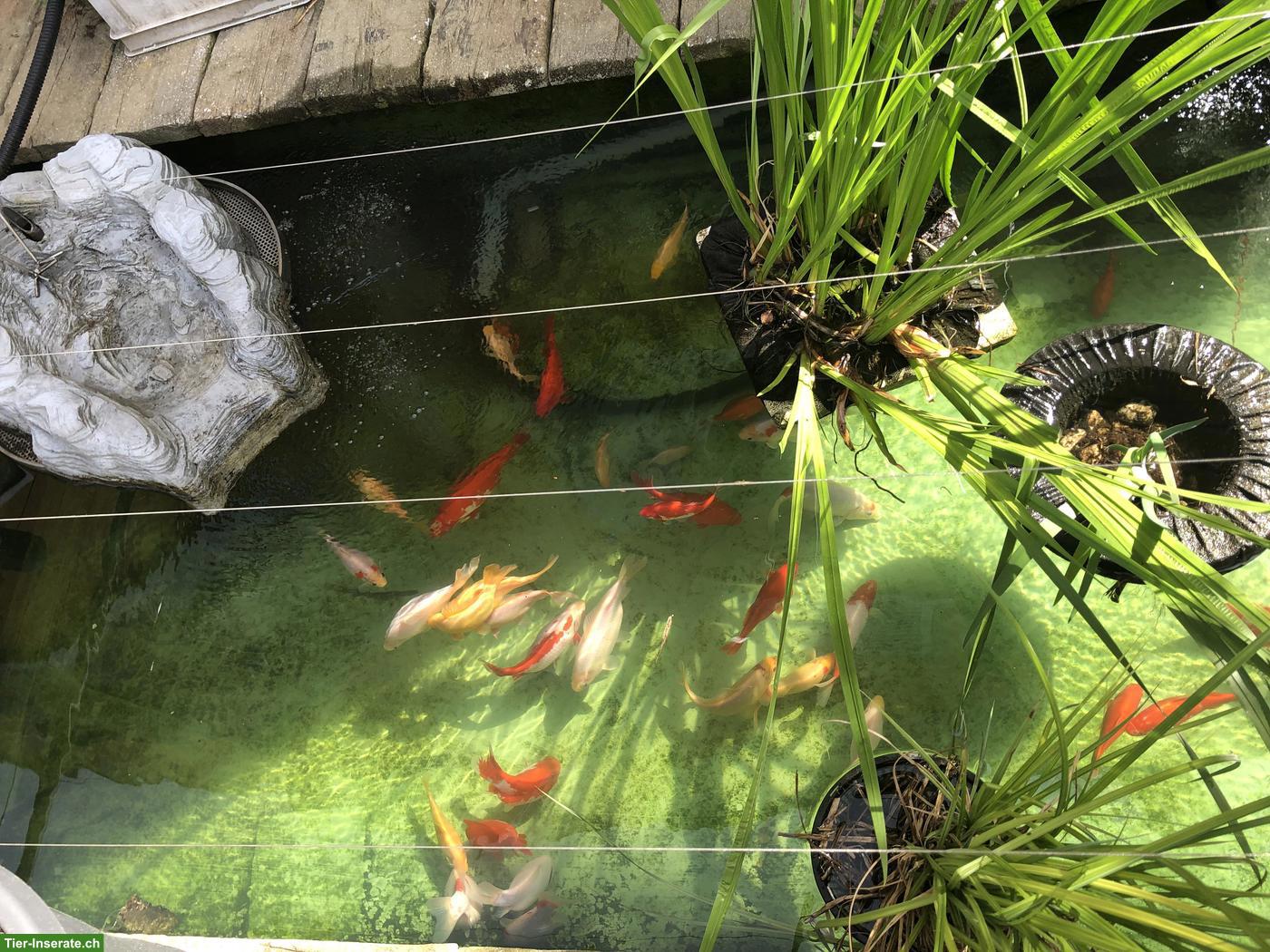 Bild 3: Gesunde Kois aus eigenem Weiher zu verkaufen