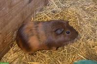 Meerschweinchen Bock sucht neues Zuhause