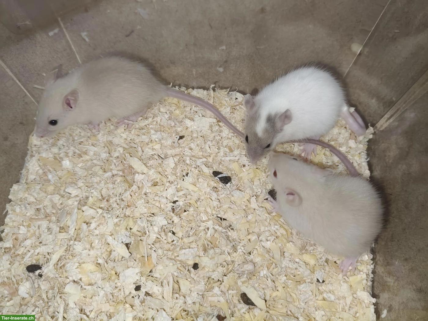 4 junge Ratten Männchen suchen zuhause