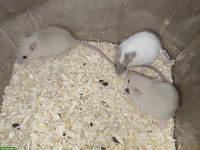 4 junge Ratten Männchen suchen zuhause
