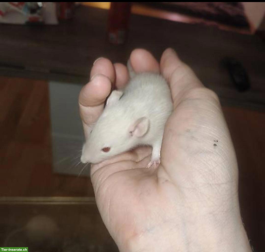 Bild 3: 4 junge Ratten Männchen suchen zuhause