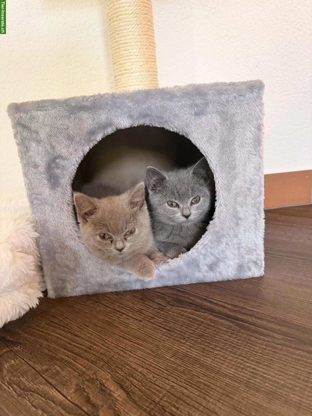 BKH Kitten w/m suchen neues Zuhause♥️