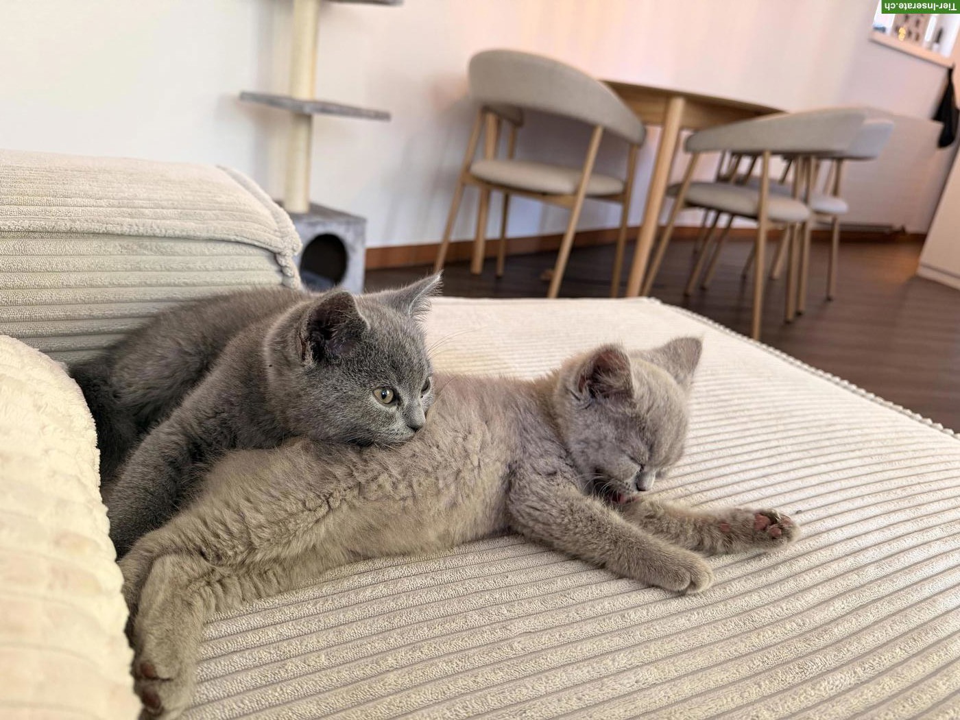 Bild 2: BKH Kitten w/m suchen neues Zuhause♥️