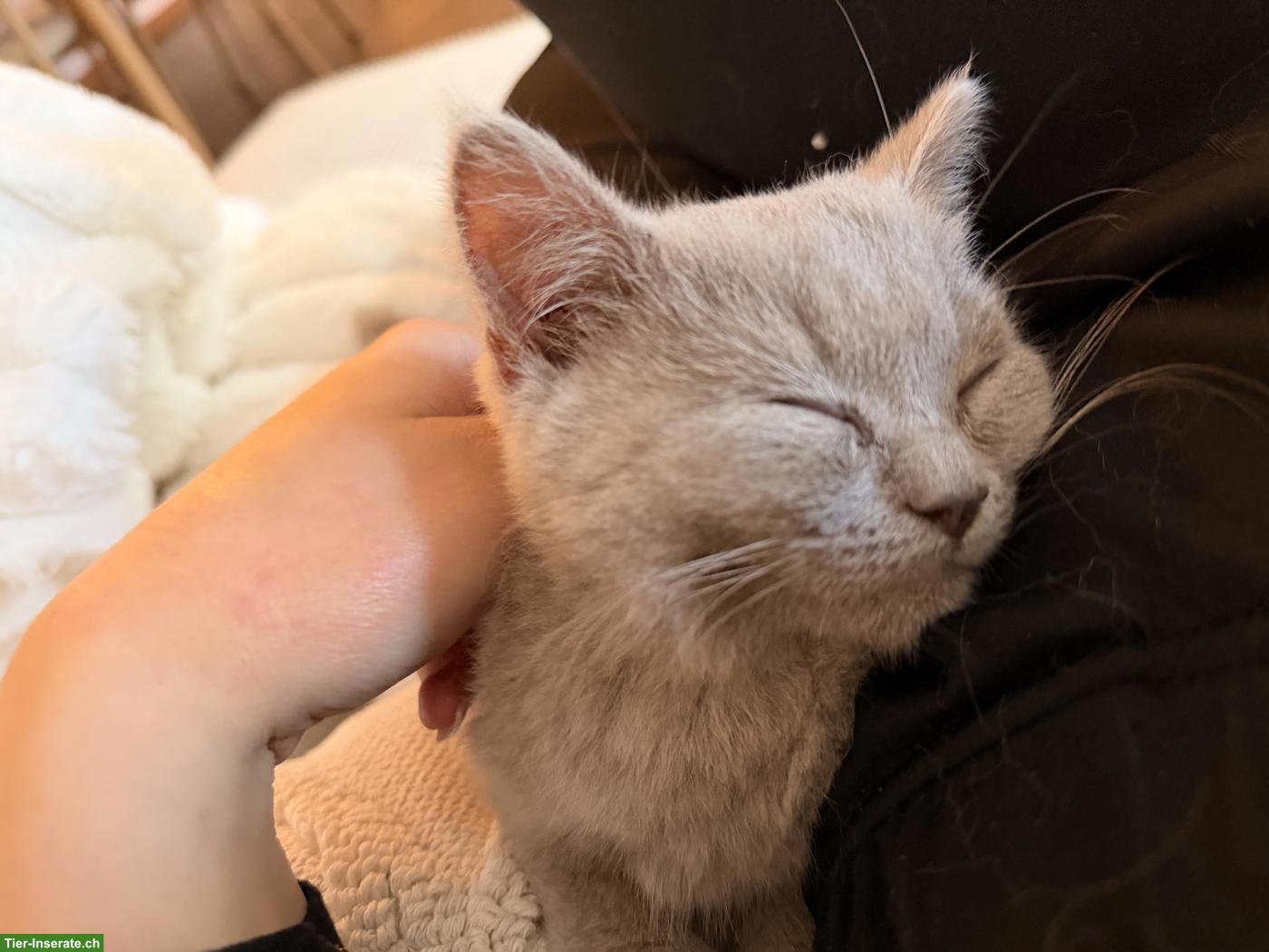 Bild 4: BKH Kitten w/m suchen neues Zuhause♥️