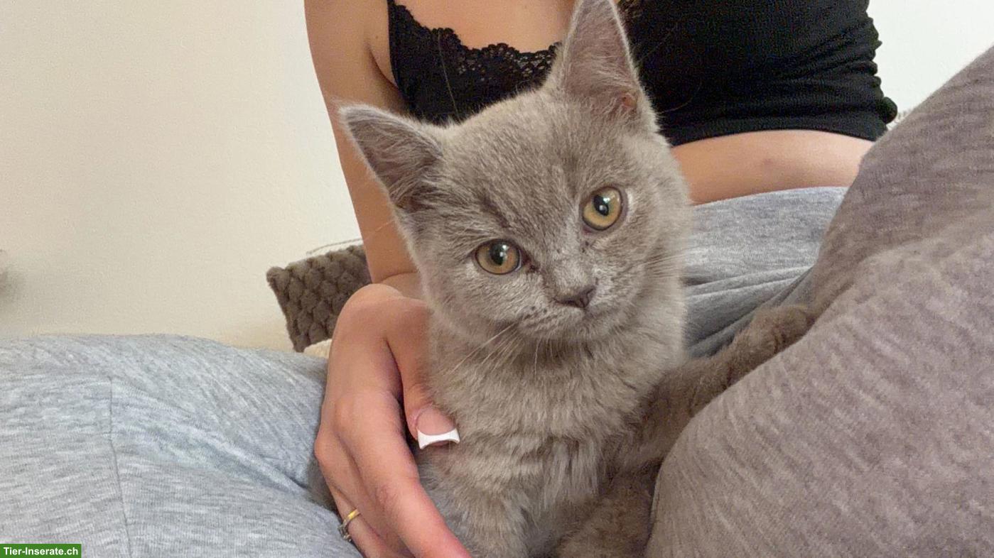 Bild 5: BKH Kitten w/m suchen neues Zuhause♥️