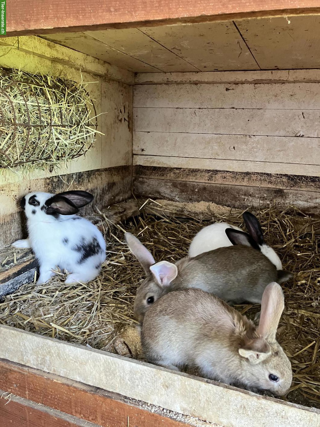 Junge Kaninchen zu verkaufen