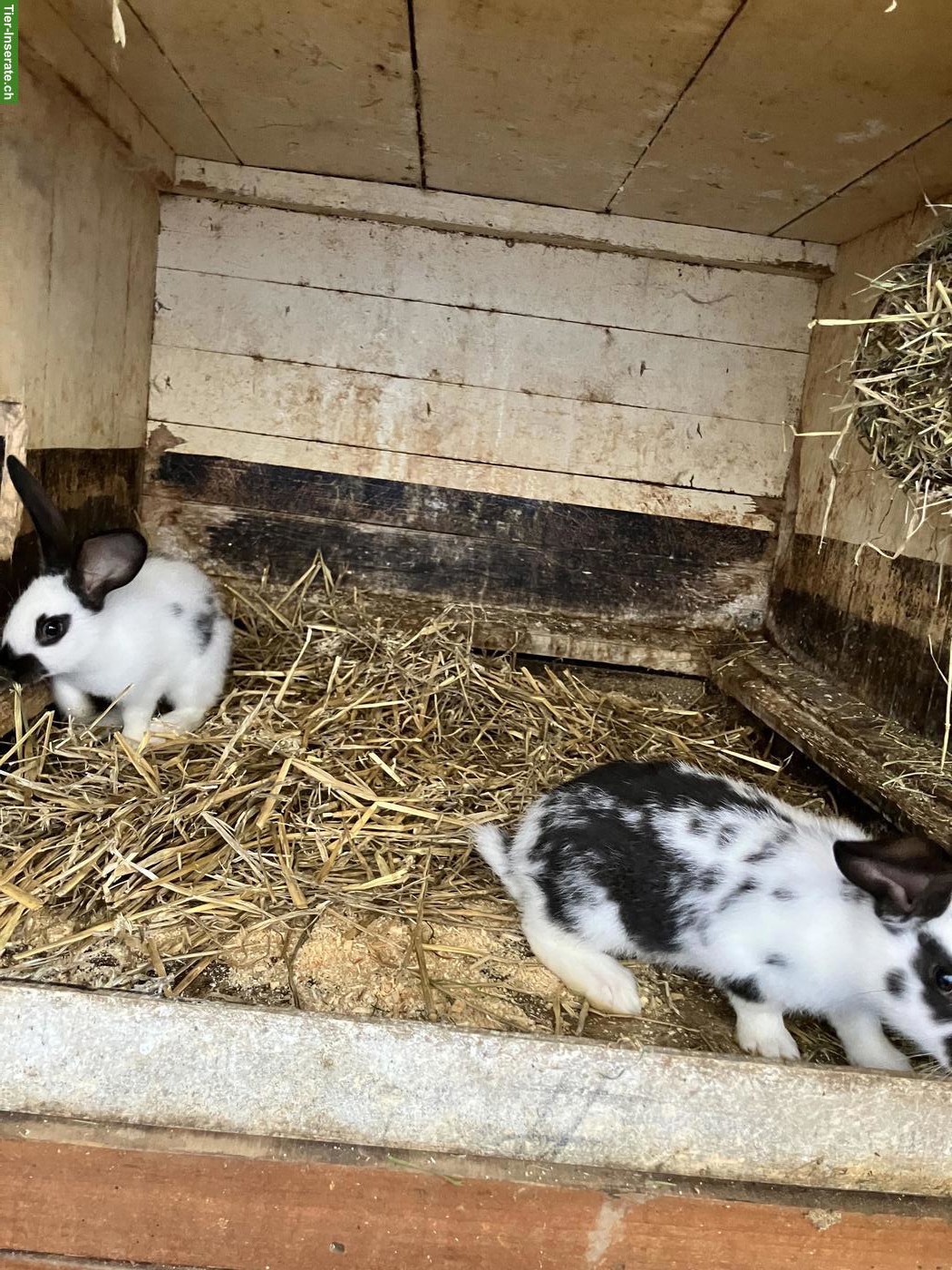 Bild 2: Junge Kaninchen zu verkaufen