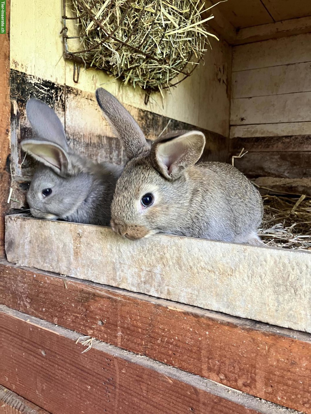 Bild 3: Junge Kaninchen zu verkaufen